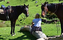 picnic with two horses