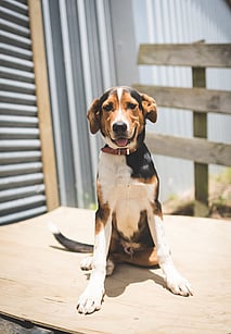 farm dog