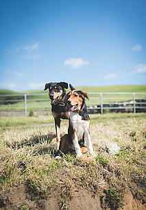 farm dogs