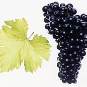 BLAUER PORTUGIESER