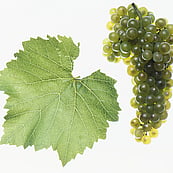 CHARDONNAY
