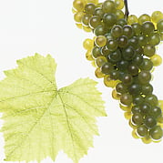 PINOT BLANC WEISSBURGUNDER