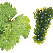 RIESLING