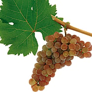 ROTER VELTLINER