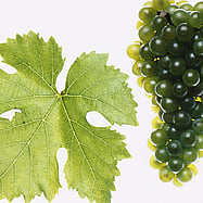 GRUNER VELTLINER