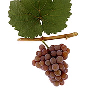 ROTER TRAMINER