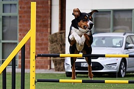 Foundation agility, rally and trick training - Impress your friends with how clever your dog is. For those who want to do more with their dog. We offer foundation classes  in agility, rally and beginner tricks.
