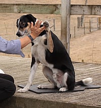 Adult and teenage dog  manners training - Has your dog turned from a sweet puppy into a teenager. I can help change this with fun positive dog training targeted at what your dog needs