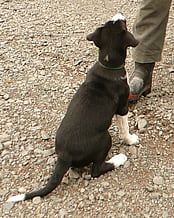 science based positive training using games and tricks to develp a great partnership between you and your dog