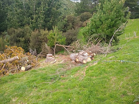Winching wet pine logs out of a gully onto a bench