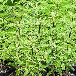 Native plants grown by Ngaroma Natives. Nursery in Ngaroma, King Country, New Zealand. Image of Koromiko