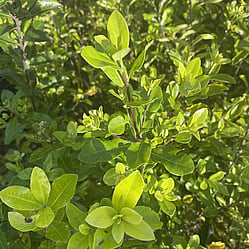 Native plants grown by Ngaroma Natives. Nursery in Ngaroma, King Country, New Zealand. Image of Koromiko