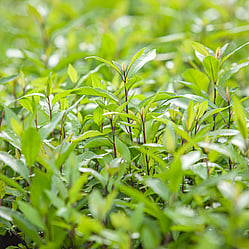 Native plants grown by Ngaroma Natives. Nursery in Ngaroma, King Country, New Zealand. Image of Mahoe