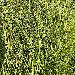 Native plants grown by Ngaroma Natives. Nursery in Ngaroma, King Country, New Zealand. Image of Carex Virgata