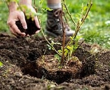 Planting - From individual plants to bulk planting. Our petrol driven earth auger digs up to 400mm holes. Quick and highly cost effective.