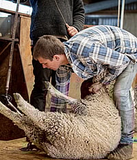 Beginner Shearing