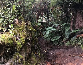 Restoring a Path to the Summit: The Toitoi Track