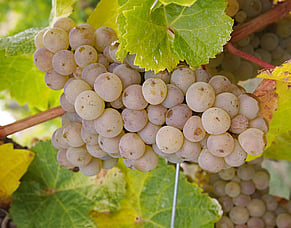 Are flavour infusions taking wine to a new place?