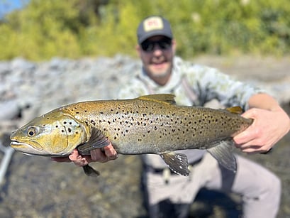 French Fisherman Catch Brown Trout