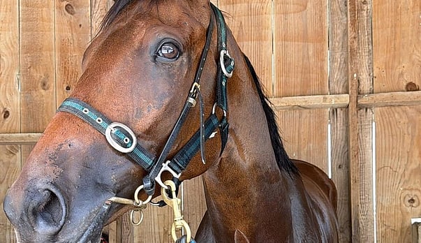 Push for improved road safety measures after the death of Nathan the horse.