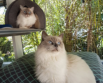 multi-cat families indoor and outdoor units