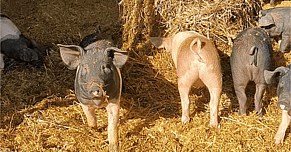 Why we bring some of our pigs in for winter