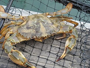 Increased Numbers of Asian paddle crab