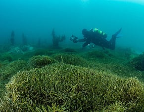 Protecting our Paradise &ndash; Stopping the spread of exotic caulerpa