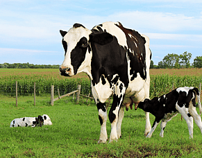 Colostrum management