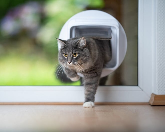 Cat coming through a pet door
