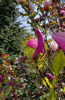 Magnolia