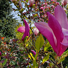 Magnolia