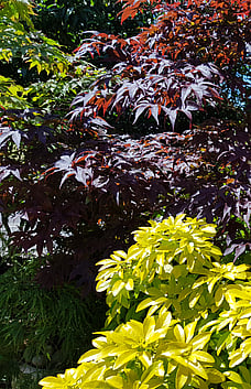 Acer palmatum & Mexican Orange Bush