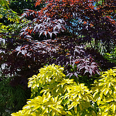 Acer palmatum & Mexican Orange Bush