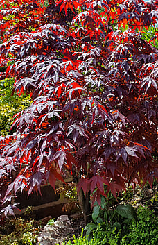 Japanese Maple