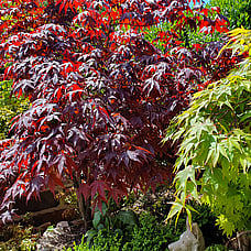 Japanese Maple