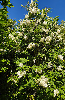 Lilac Tree
