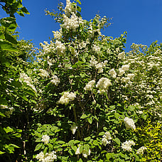 Lilac Tree