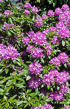 Rhododendron