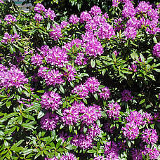 Rhododendron