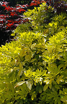 Mexican Orange Bush