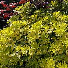 Mexican Orange Bush