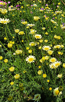 Herbaceous perennials: Geranium & Shasta Daisy