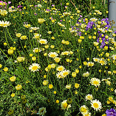 Herbaceous perennials: Geranium & Shasta Daisy 
