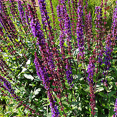 Sage
