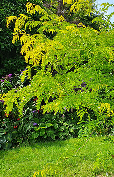Locus Tree