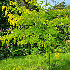Locus Tree