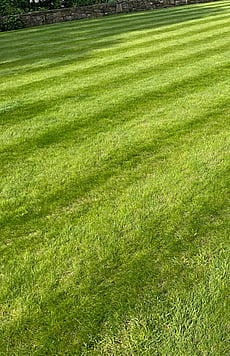 Large ornamental lawn