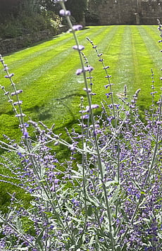 Large ornamental lawn with russian sage ( lavender )