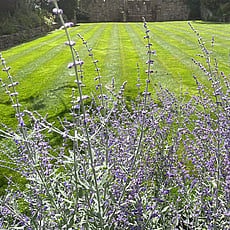 Large ornamental lawn with russian sage ( lavender )
